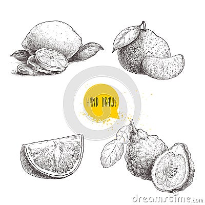 Hand drawn sketch style citrus fruits set. Lemon half, lime, tangerine, mandarin composition, oranges and bergamots. Vector organi Vector Illustration