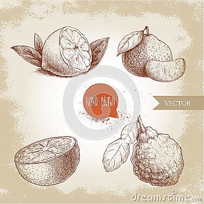 Hand drawn sketch style citrus fruits set. Lemon half, lime, tangerine, mandarine, orange slice and bergamot with leaf. Vector Illustration