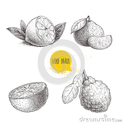 Hand drawn sketch style citrus fruits set. Lemon half, lime, tangerine, mandarine, orange slice and bergamot with leaf. Vector org Vector Illustration