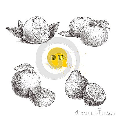 Hand drawn sketch style citrus fruits set. Lemon half, lime, tangerine, mandarine, oranges and bergamots. Vector Illustration
