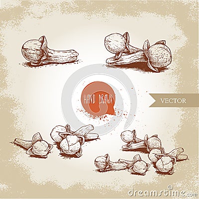 Hand drawn sketch style cloves set. Herbs, spices and condiment collection. Vector Illustration