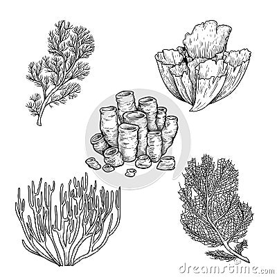 Hand drawn sketch style corals set. Black line engraved style. Vintage looking underwater icons. Vector illustrations Vector Illustration