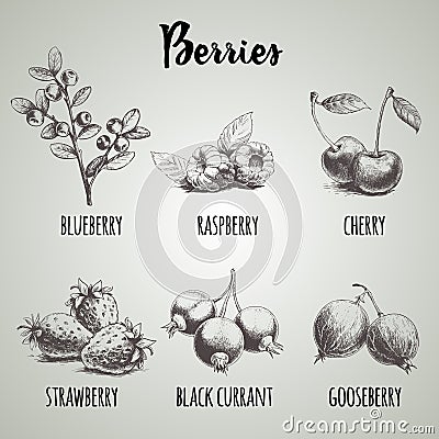 Hand drawn sketch style different berries set. Blueberry branch, raspberries, cherry, strawberry bunch, black currants and gooseb Vector Illustration