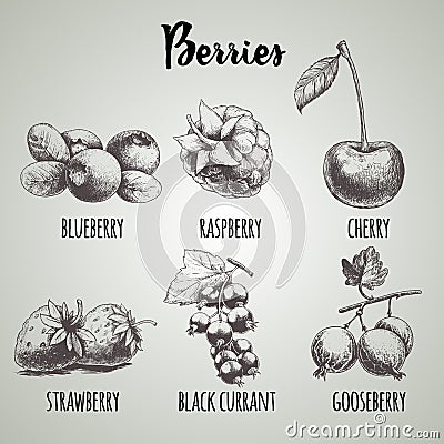 Hand drawn sketch style different berries set. Vector Illustration