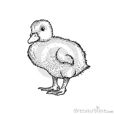 Hand drawn sketch style duckling. Cute baby duck. Poultry. Best for Easter themed designs. Vector Illustration