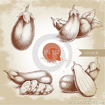 Hand drawn sketch style fresh eggplants. Fresh eggplant and sliced eggplant. Vector Illustration