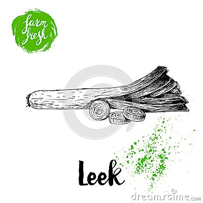 Hand drawn sketch style fresh leek with sliced pieces. Vector illustration of healthy fresh organic food. Farm fresh product. Vector Illustration