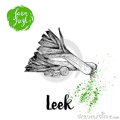 Hand drawn sketch style fresh leeks with sliced pieces. Vector illustration of healthy fresh organic food. Vector Illustration