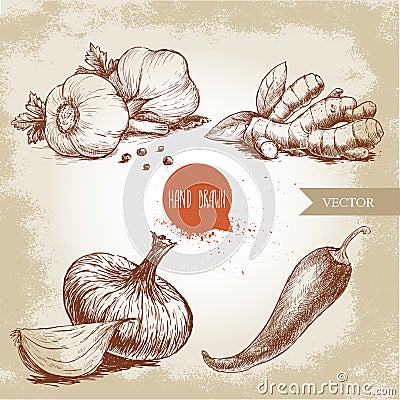 Hand drawn sketch style Garlics with black peppers, ginger root, onion and red hot chili pepper. Vector Illustration