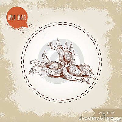 Hand drawn sketch style hazelnuts in their clusters. Forest nuts filbert, cobnuts. Vector illustration Vector Illustration