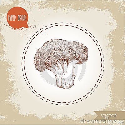 Hand drawn sketch style illustration of ripe broccoli. Vector Illustration