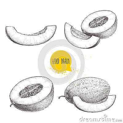 Hand drawn sketch style illustration set of ripe melons and melon slices. Vector Illustration