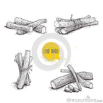 Hand drawn sketch style liquorice roots bunches set. Herbal and aromatic vector illustrations and drawings collection. Vector Illustration