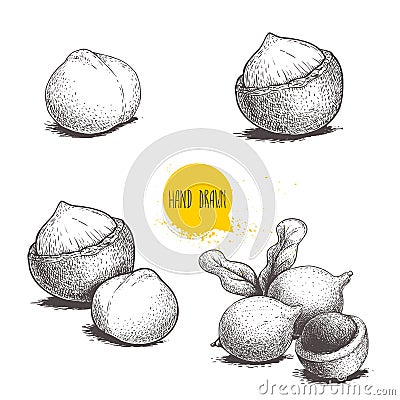 Hand drawn sketch style macadamia nuts set. Whole, peeled, single and group. Vector illustrations Vector Illustration