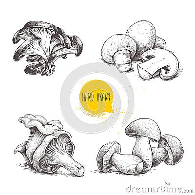 Hand drawn sketch style mushrooms compositions set. Champignon with half, oysters, chanterelles and porcini mushrooms. Organic eco Vector Illustration