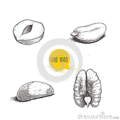 Hand drawn sketch style nuts set. Cores of hazelnut, peanut, brazilian nut and pecan. Healthy food illustration. Vector drawings i Vector Illustration