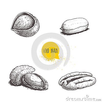 Hand drawn sketch style nuts set. Hazelnut, peanut, Brazilian nut and pecan. Cores and with nutshells. Healthy food illustration. Vector Illustration