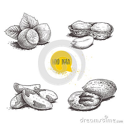 Hand drawn sketch style nuts set. Hazelnuts with leaves, peanuts, Brazilian nuts and pecan groups. Healthy food illustration. Vect Vector Illustration