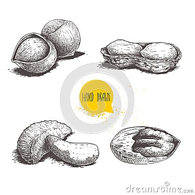 Hand drawn sketch style nuts set. Hazelnuts, peanuts, Brazilian nuts and pecan groups. Healthy food illustration. Vector drawings Vector Illustration