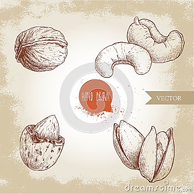 Hand drawn sketch style nuts set. Walnut, cashew, almond and pistachios. Collection of healthy natural food. Vector illustrations Vector Illustration