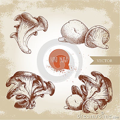 Hand drawn sketch style oyster mushroom bunches set. Fresh farm food vector illustrations collection. Vector Illustration
