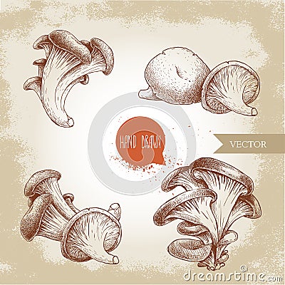 Hand drawn sketch style oyster mushroom bunches set. Fresh farm food vector illustrations collection. Vector Illustration