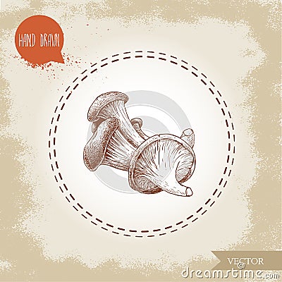 Hand drawn sketch style oyster mushrooms. Natural food ingredient Vector Illustration