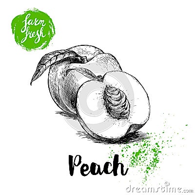 Hand drawn sketch style peach fruits composition. Farm fresh eco food vector illustration. Ripe peach, peach slice. Vector Illustration