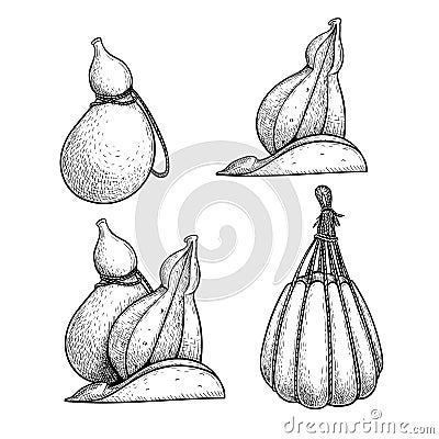 Hand drawn sketch style Provolone cheese set. Traditional Italian smoked cheese. Single, in group, whole and cut. Vector illustrat Vector Illustration