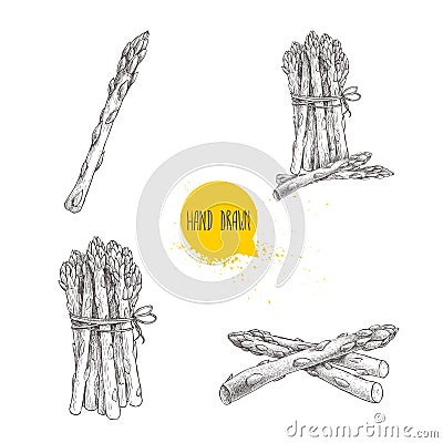 Hand drawn sketch style set of asparagus. Single, bunch and composition. Vector Illustration