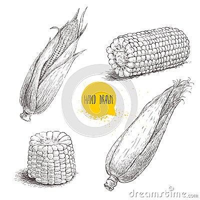 Hand drawn sketch style set of corn vegetable. Vector Illustration