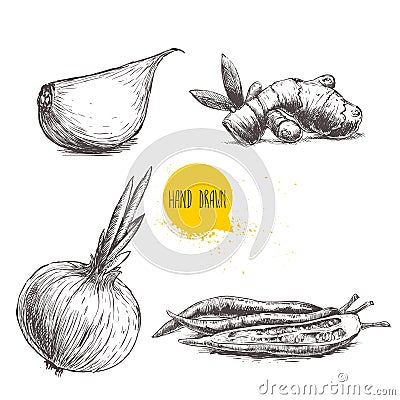 Hand drawn sketch style set illustration of different spices. Garlic clove, ginger root, onion and chili peppers. Vector Illustration