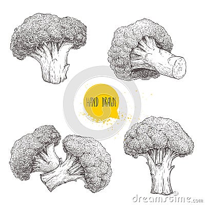 Hand drawn sketch style set illustrations of broccoli. Healthy ecological food vintage vector illustration. Vector Illustration