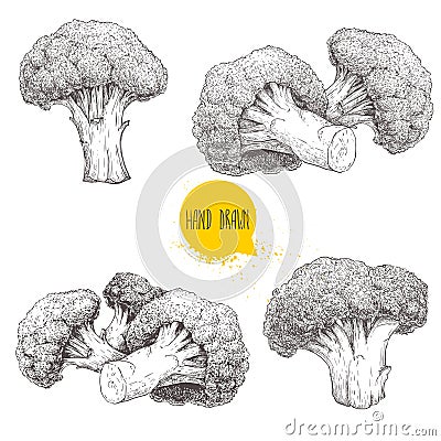 Hand drawn sketch style set illustrations of broccoli. Healthy food retro vector illustration. Vector Illustration