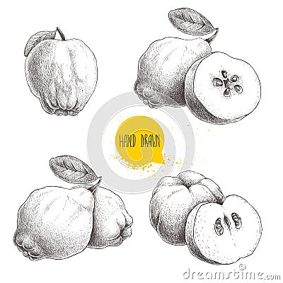 Hand drawn sketch style set of quinces. Quince apple with leaf, group of quinces and sliced quince. Eco fruit vintage vector illus Vector Illustration