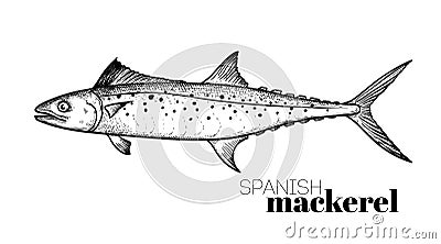 Hand drawn sketch style Spanish Mackerel. Fish restaurant menu element. Best for seafood market designs. Vector Illustration
