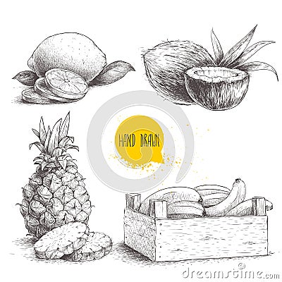 Hand drawn sketch style tropical fruits set isolated on white background. Bananas in wooden box, coconuts, pineapple with slices a Vector Illustration