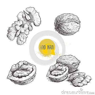 Hand drawn sketch style walnuts set. Single whole, half and walnut seed. Eco healthy food vector illustration. Isolated on white Vector Illustration