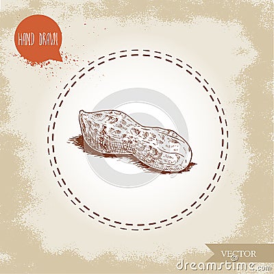 Hand drawn sketch style whole peanut pod. Isolated on old looking background. Organic food, cosmetic component. Vector Illustration