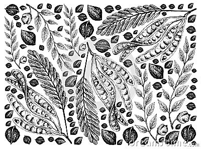 Hand Drawn Sketch of Twisted Cluster Beans and Black Walnuts Vector Illustration