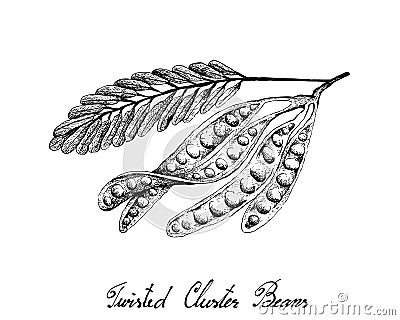 Hand Drawn Sketch of Twisted Cluster Beans Vector Illustration