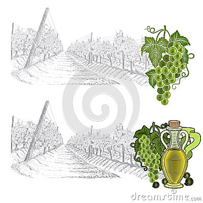 Hand drawn sketch vineyard landscape with color grapes ans bottle with oil or wine. Vector illustration isolated on white Vector Illustration