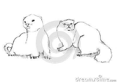 Hand drawn sketch of white ferret Stock Photo