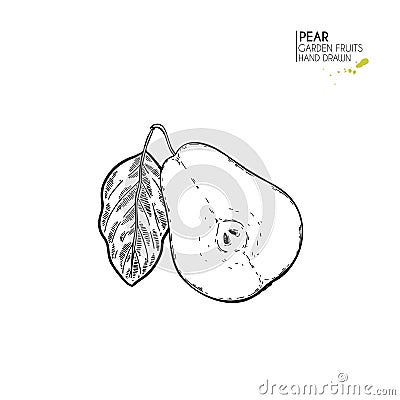 Hand drawn sliced half pear. Vector engraved illustration. Juicy natural fruit. Food healthy ingredient. For cooking Vector Illustration