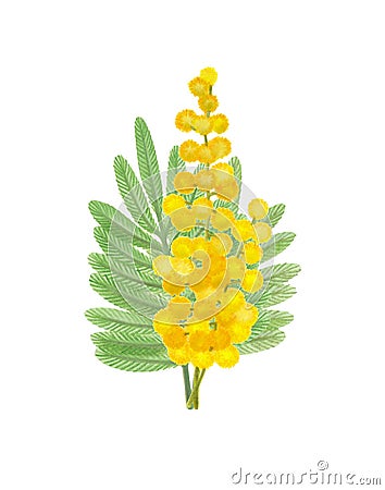 Hand-drawn small, modest bouquet of mimosa in yellow and green colors Cartoon Illustration