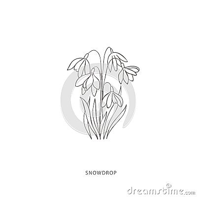 Hand drawn snowdrop flower.Plant design elements. Vector Illustration