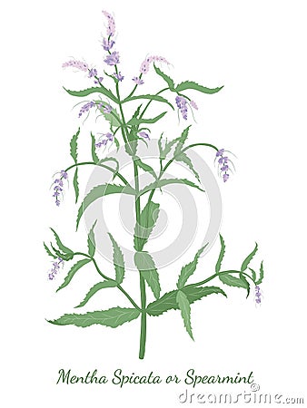 Hand drawn Spearmint or Mentha spicata isolated Vector Illustration