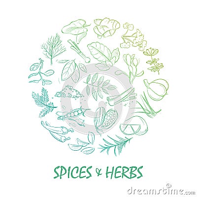 Hand drawn spice and herbs bright Vector Illustration