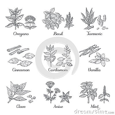 Hand drawn spices. Herbs and vegetables sketch elements, oregano turmeric cardamom basil and mint. Vector Indian food Vector Illustration