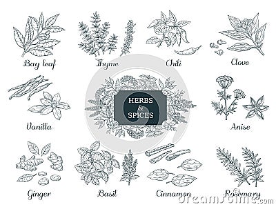 Hand drawn spices. Indian food herbs and vegetables, Italian and Asian ingredients, chili thyme and ginger vector Vector Illustration